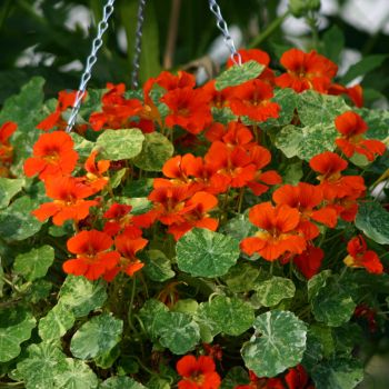 Capucine naine Orange Troika