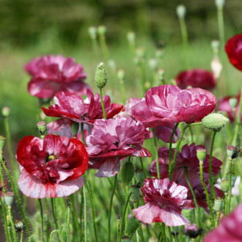 Coquelicot Pandora