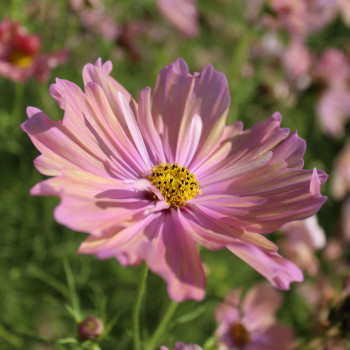 Cosmos Apricotta