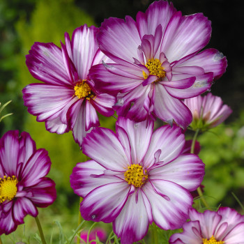 Cosmos Fizzy Rose Picotée