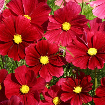 Cosmos Rubenza