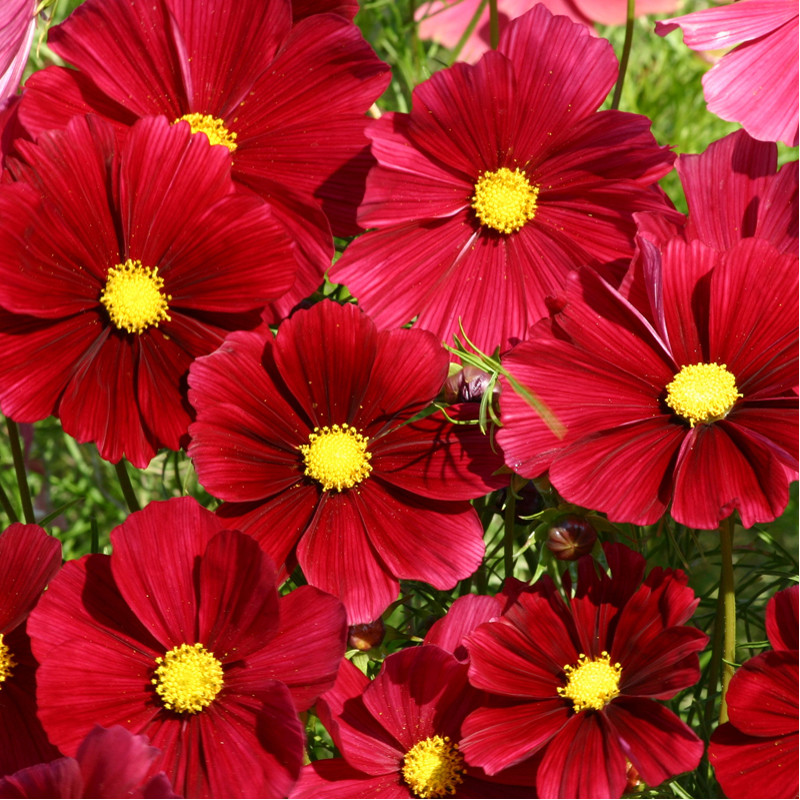 Cosmos Rubenza