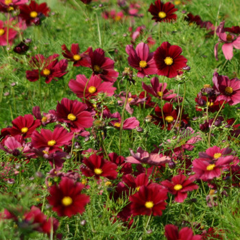 Cosmos Rubenza