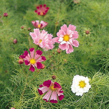 Cosmos Sea Shells Mix