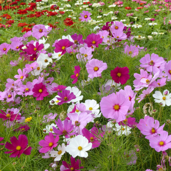 Cosmos Sensation Royal nain en mélange