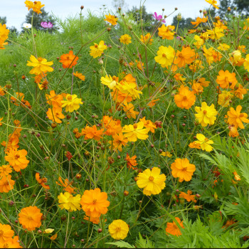 Cosmos Bright Lights en mélange