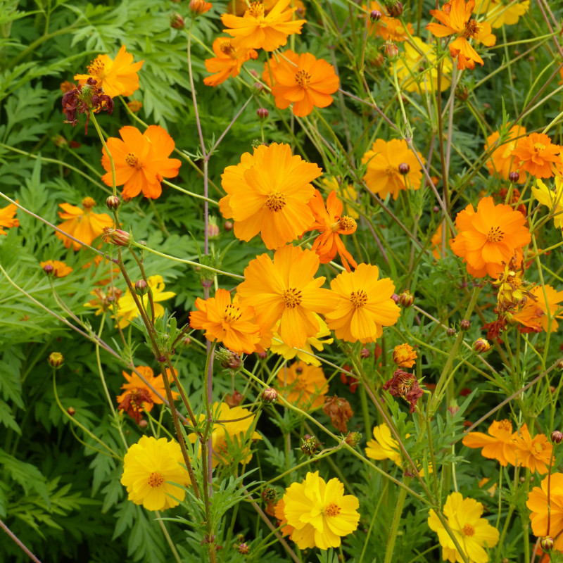 Cosmos Bright Lights en mélange