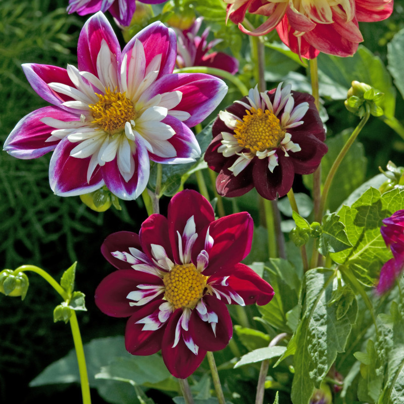 Dahlia nain Dandy improved Mix