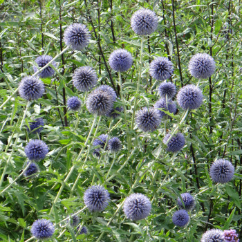 Echinops Boule azurée