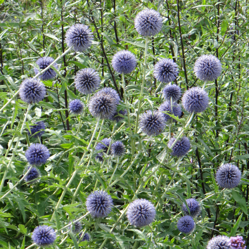 Echinops Boule azurée