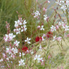 Gaura The Bride