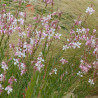 Gaura The Bride