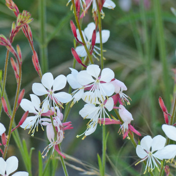 Gaura The Bride