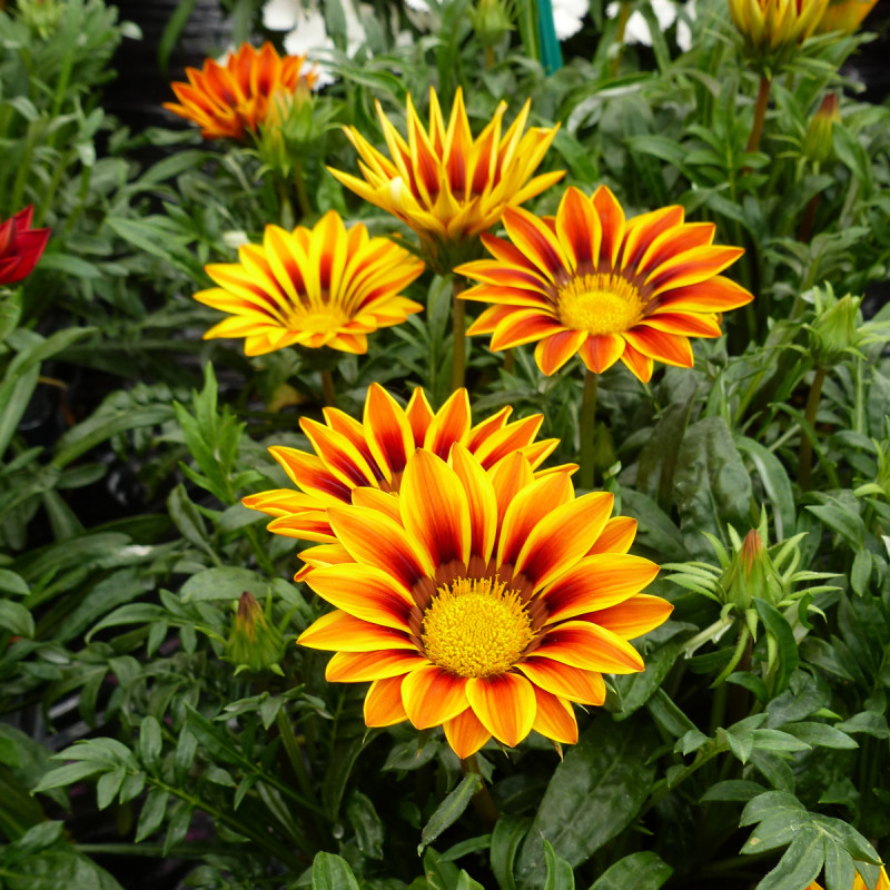 Gazania Tiger Stripes en mélange