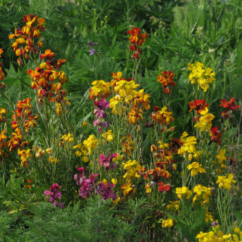 Girofléee ravenelle des jardins