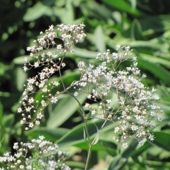 Gypsophile paniculé Œillet d'amour