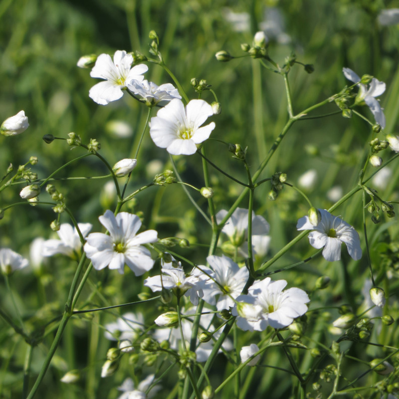 Gypsophile Covent Garden