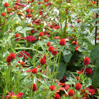 Amarantoïde Strawberry Fields