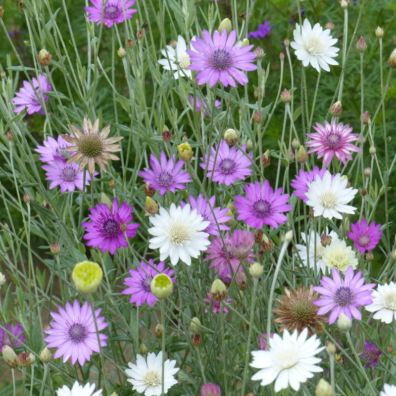 Immortelle annuelle en mélange