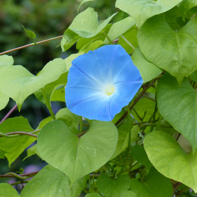 Ipomée grimpante Heavenly Blue