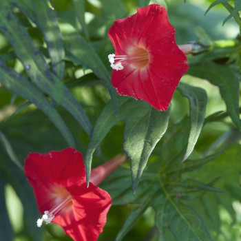 Ipomée Cardinal Climber