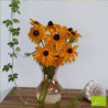 Rudbeckia Marmalade Bio