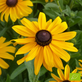 Rudbeckia Marmalade Bio