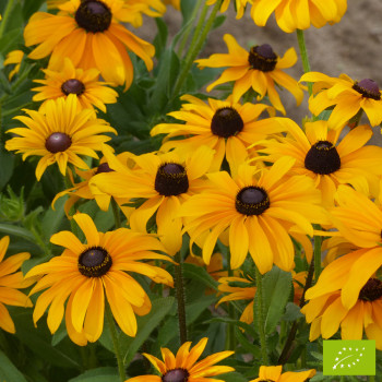 Rudbeckia Marmalade Bio