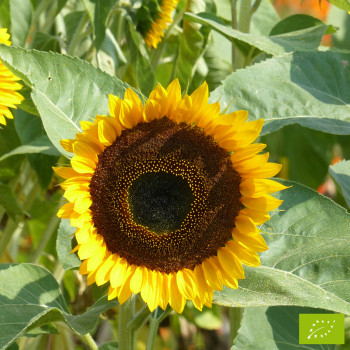 Tournesol (Helianthus) Taiyo Bio