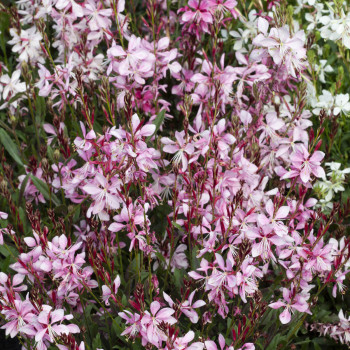 Gaura Emmeline Pink Bouquet