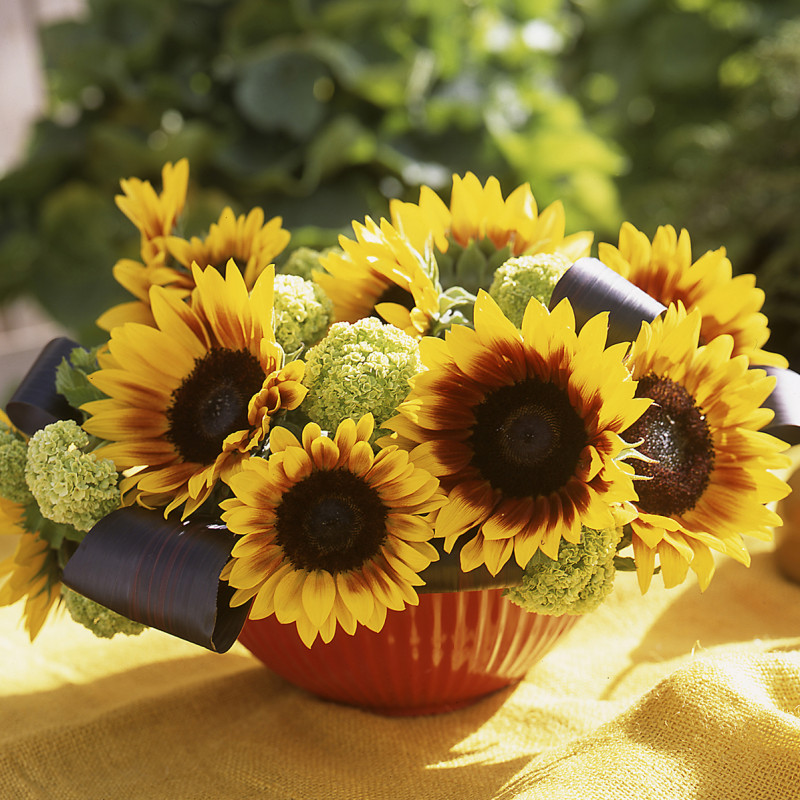 Tournesol (Helianthus) Solar Power F1