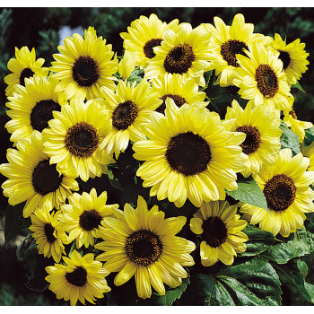 Helianthus (Tournesol) Valentine®