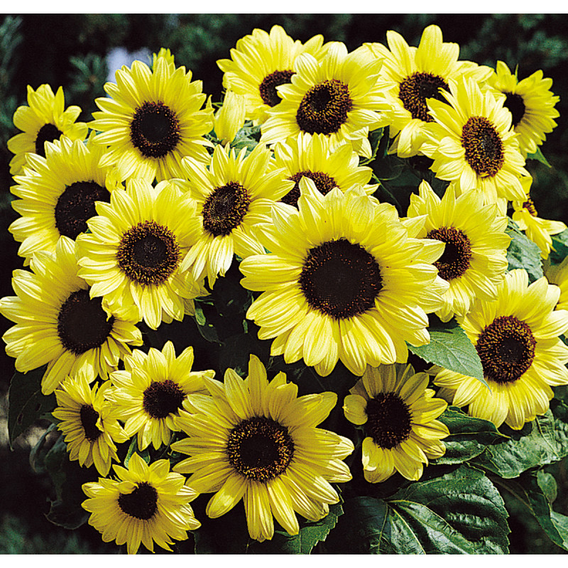 Tournesol (Helianthus) Valentine®