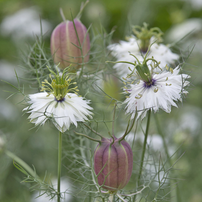 Nigelle de Damas blanche