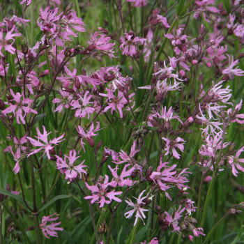 Lychnis - Fleur de coucou