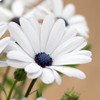 Osteospermum Sky and Ice