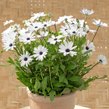 Osteospermum Sky and Ice