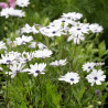 Osteospermum Sky and Ice