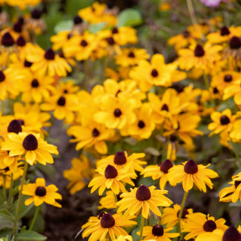 Rudbeckia Toto® Gold