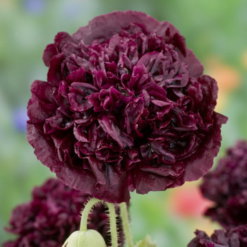 Pavot Black Peony