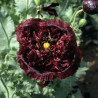 Pavot Black Peony