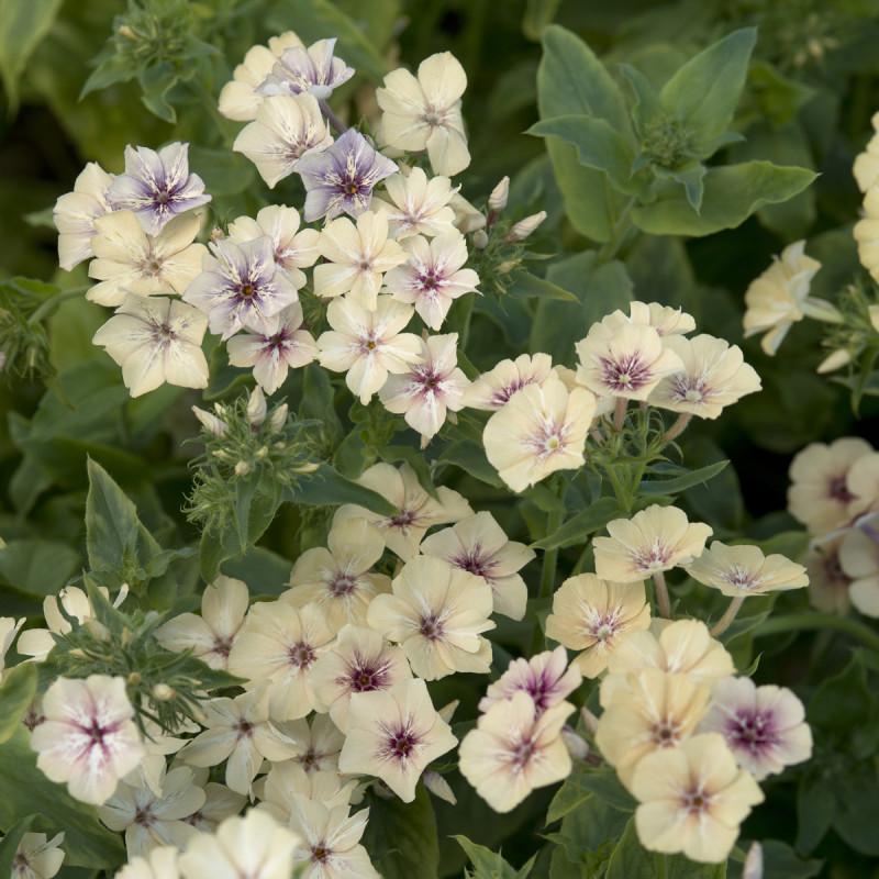 Phlox Crème Brûlée