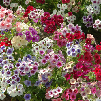 Phlox Tapestry en mélange