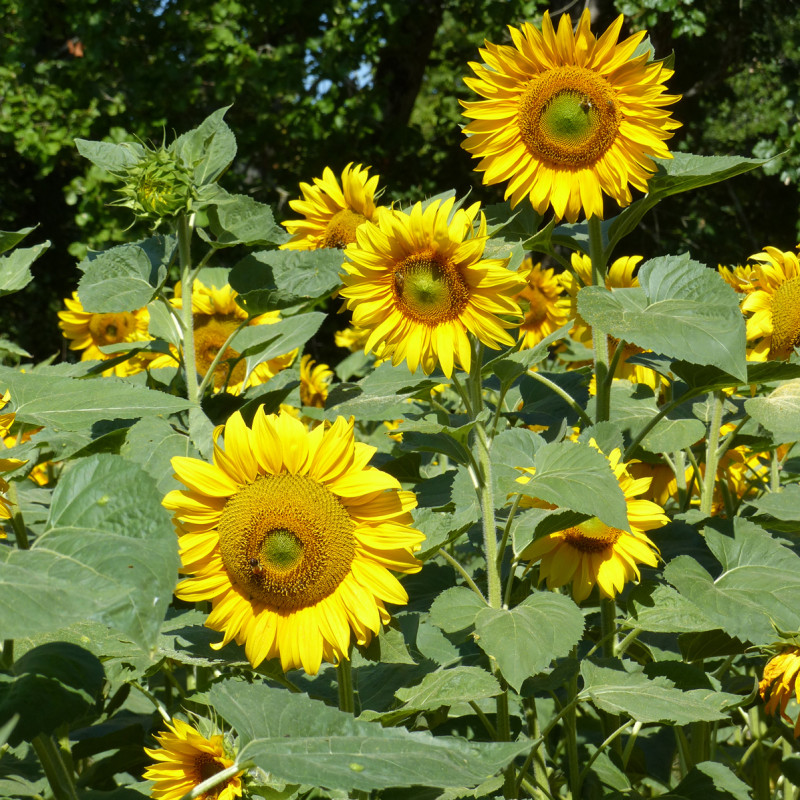 Tournesol haut (Helianthus) Uniflorus Giganteus