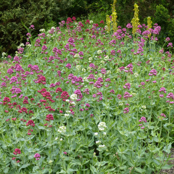 Valériane des Jardins en mélange