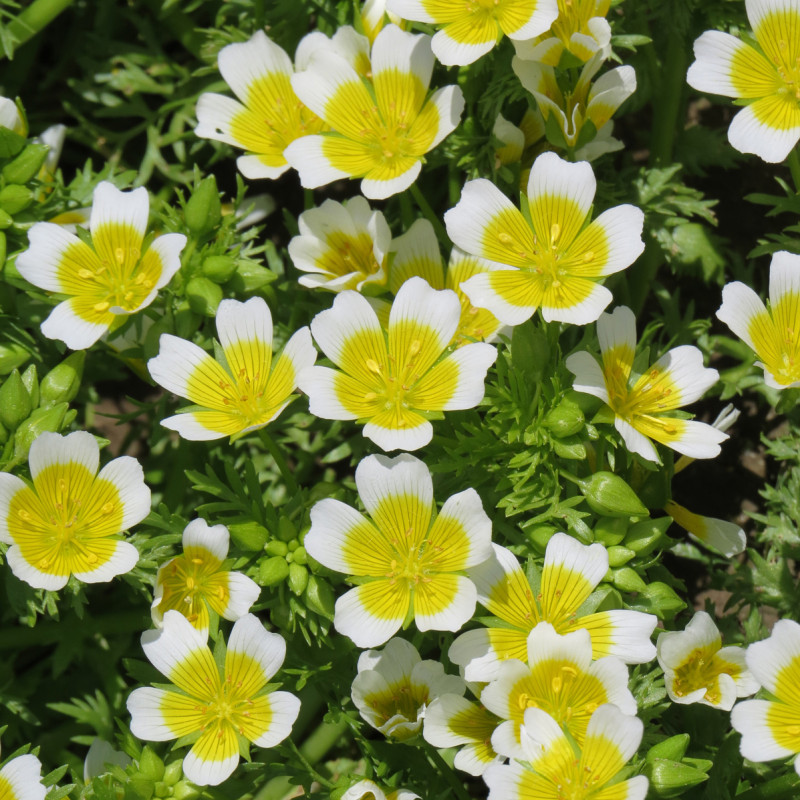 Limnanthes douglasii "Œufs sur le plat"