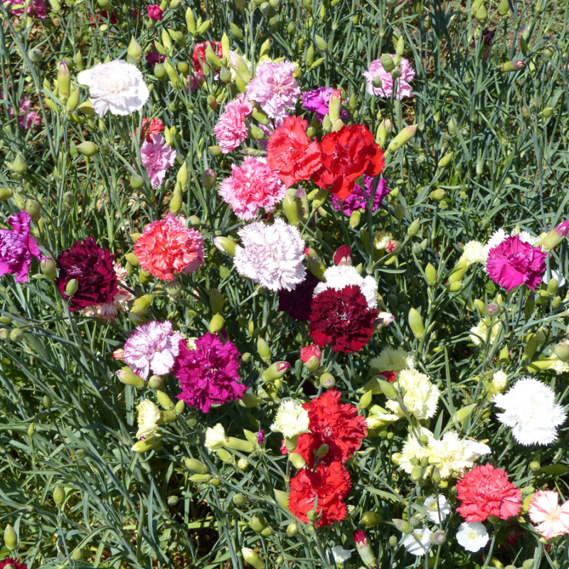 Œillet des fleuristes Chabaud en mélange