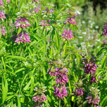 Monarde Bees Favourite