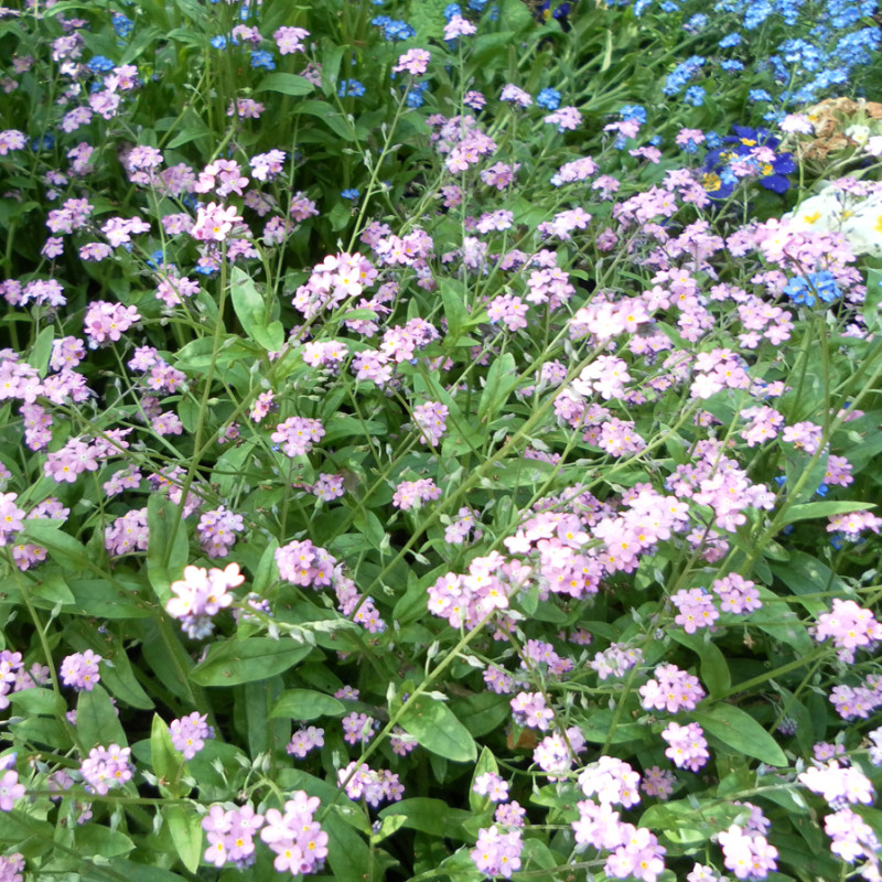 Myosotis des Forêts rose