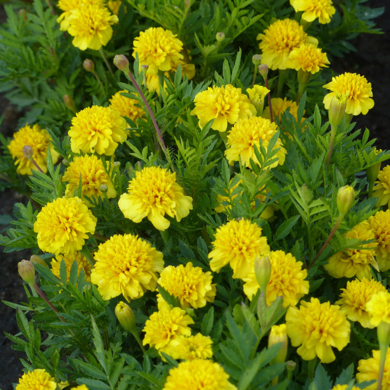 Oeillet d'Inde nain Petit jaune citron